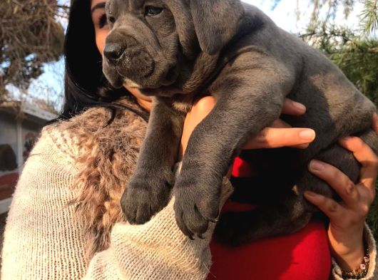 Safkan Canecorso Yavrularimiz görsel