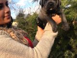 Safkan Canecorso Yavrularimiz