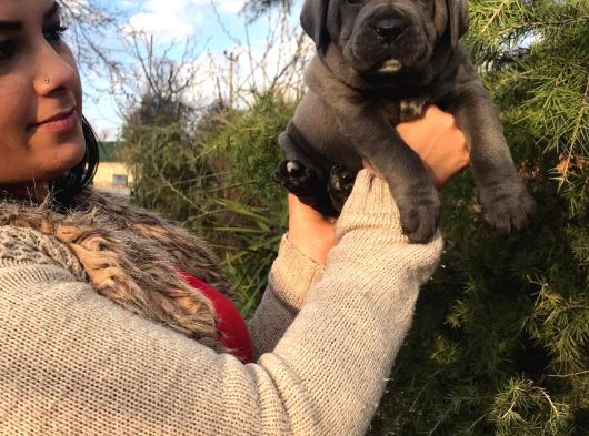 Safkan Canecorso Yavrularimiz görsel