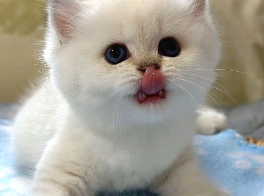 Bal Yanak Silver British Shorthair Ns1133 görsel
