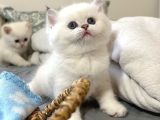 Bal Yanak Silver British Shorthair Ns1133