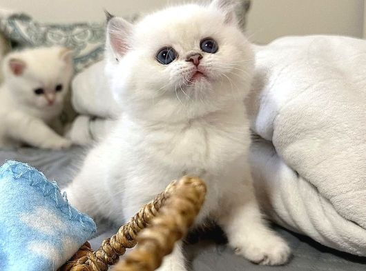 Bal Yanak Silver British Shorthair Ns1133 görsel