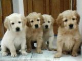 Golden Retriever Yavrular