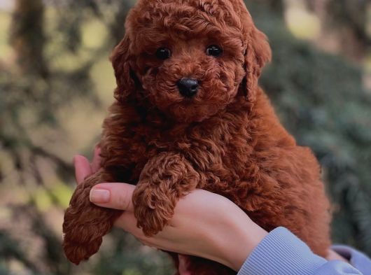 Aşıları Tam Teslime Hazır Orjinal Toypoodle