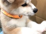 Orjinal akita yavru 2 aylık