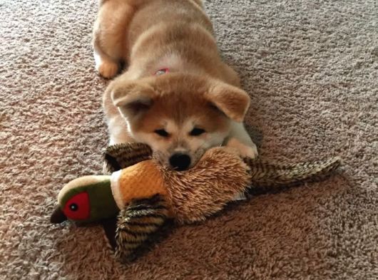 Orjinal Akita Yavru 2 Aylık görsel