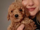 Toy Poodle Yavrularımız