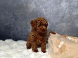 Irkının En Güzeli Toy Poodle Yavrular