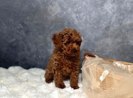 Irkının En Güzeli Toy Poodle Yavrular görsel