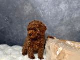 Irkının En Güzeli Toy Poodle Yavrular