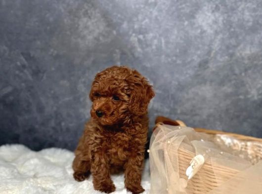 Irkının En Güzeli Toy Poodle Yavrular görsel