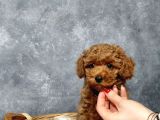 Irkının en güzeli toy poodle yavrular
