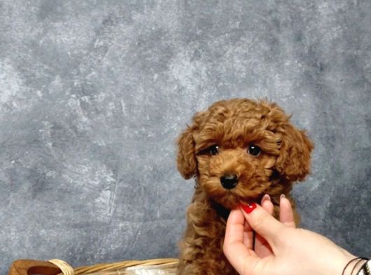 Irkının En Güzeli Toy Poodle Yavrular