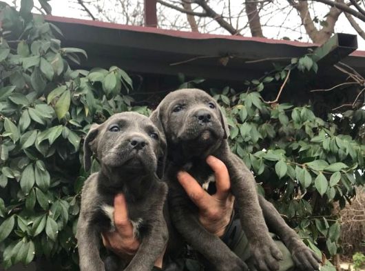 Dev Gi̇bi̇ Cane Corso Yavrularimiz