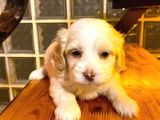 Maltipoo yavrularımız uygundur