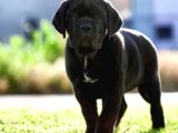 Cane Corso En Kalitelisi Bizde Var