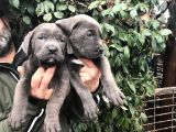 Dev Gi̇bi̇ Cane Corso Yavrularimiz