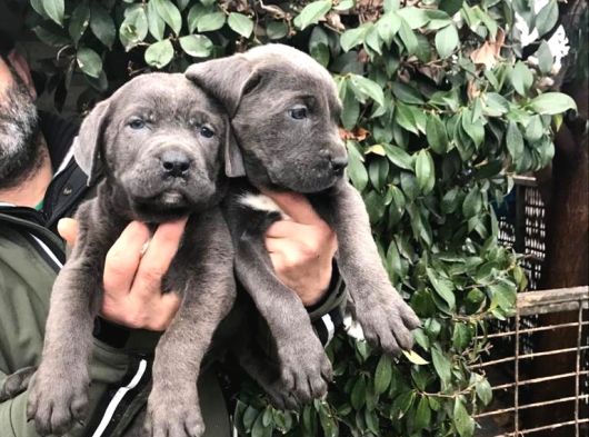 Dev Gi̇bi̇ Cane Corso Yavrularimiz görsel