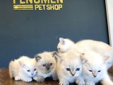 Kedi̇ci̇den Renk Renk British Shorthair Yavrulari Ankara