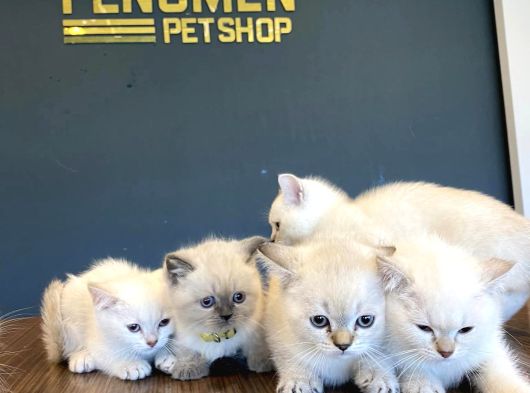 Kedi̇ci̇den Renk Renk British Shorthair Yavrulari Ankara görsel