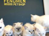 Kedi̇ci̇den Renk Renk British Shorthair Yavrulari Ankara