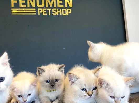 Kedi̇ci̇den Renk Renk British Shorthair Yavrulari Ankara görsel