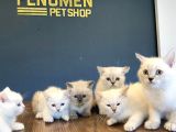 Top Kafa Scottish Fold Yavrulari Fenomen Pet Shop Ankara