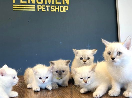 Top Kafa Scottish Fold Yavrulari Fenomen Pet Shop Ankara görsel