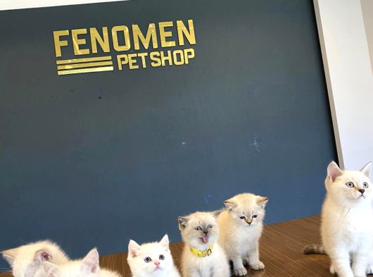 Kedi̇ci̇den Renk Renk British Shorthair Yavrulari Ankara görsel