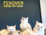 KEDİCİDEN RENK RENK BRITISH SHORTHAIR YAVRULARI ANKARA