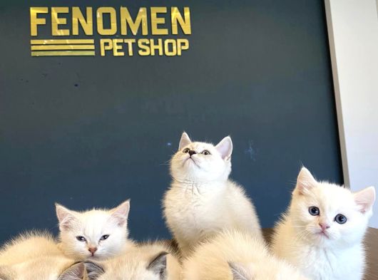Kedi̇ci̇den Renk Renk British Shorthair Yavrulari Ankara