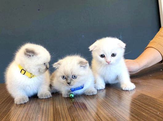 Kedi̇ci̇den Renk Renk British Shorthair Yavrulari Ankara görsel
