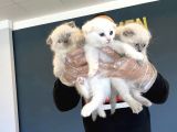 Top Kafa Scottish Fold Yavrulari Fenomen Pet Shop Ankara