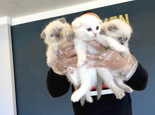 Top Kafa Scottish Fold Yavrulari Fenomen Pet Shop Ankara görsel