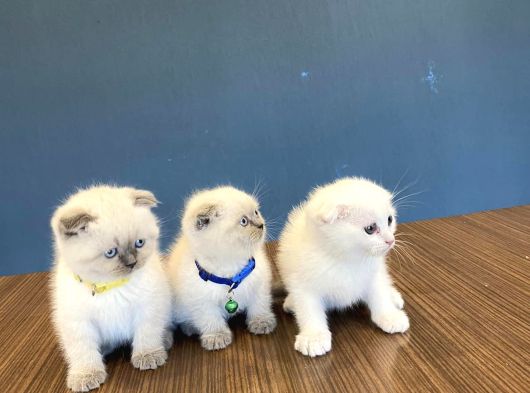 Kedi̇ci̇den Renk Renk British Shorthair Yavrulari Ankara görsel