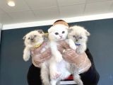 Top Kafa Scottish Fold Yavrulari Fenomen Pet Shop Ankara