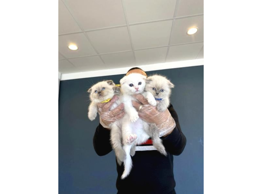 Top Kafa Scottish Fold Yavrulari Fenomen Pet Shop Ankara görsel