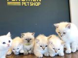 Kedi̇ci̇den Renk Renk British Shorthair Yavrulari Ankara
