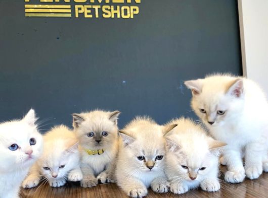 Kedi̇ci̇den Renk Renk British Shorthair Yavrulari Ankara görsel