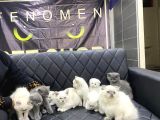 Kedi̇ci̇den Renk Renk British Shorthair Yavrulari Ankara