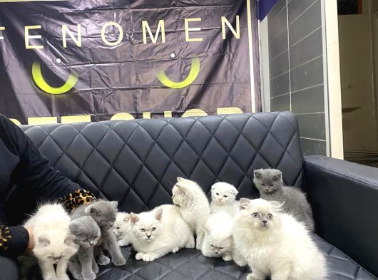 Kedi̇ci̇den Renk Renk British Shorthair Yavrulari Ankara görsel