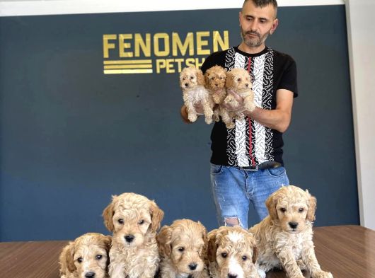 En Güzel Malti̇po Yavrulari Ankara Mağazamizda Görün görsel