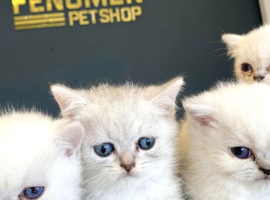 Kedi̇ci̇den Renk Renk British Shorthair Yavrulari Ankara görsel