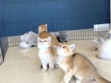 Kedi̇ci̇den Renk Renk British Shorthair Yavrulari Ankara