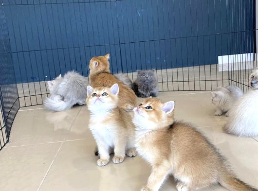 Kedi̇ci̇den Renk Renk British Shorthair Yavrulari Ankara görsel
