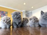Top Kafa Scottish Fold Yavrulari Fenomen Pet Shop Ankara