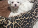 Orjinal Maltes Terrier Yavrularımız Son 2 Adet