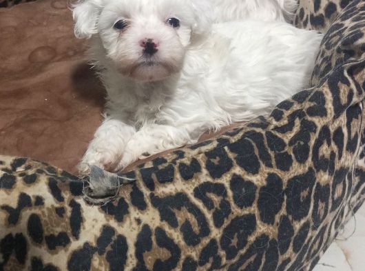 Orjinal Maltes Terrier Yavrularımız Son 2 Adet görsel
