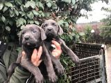 Dev Gi̇bi̇ Cane Corso Yavrularimiz