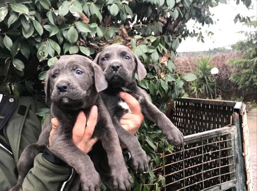 Dev Gi̇bi̇ Cane Corso Yavrularimiz görsel